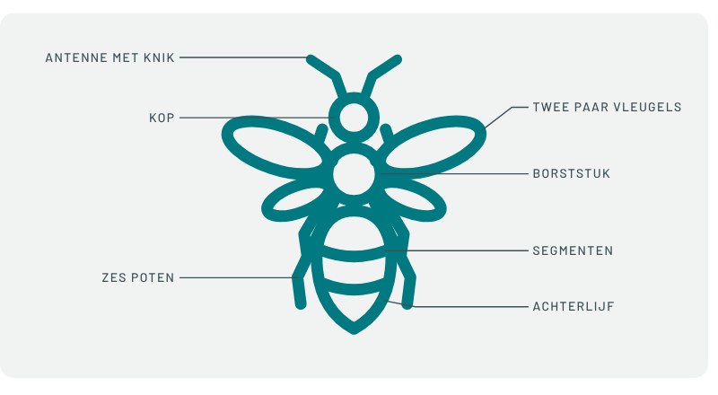Anatomie van een bij, met de lichaamsdelen benoemd